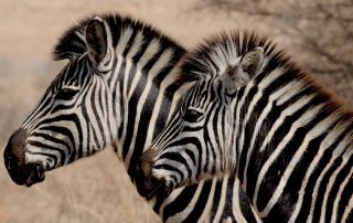 Zebras abundant life