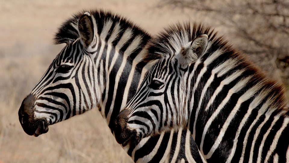 Zebras abundant life